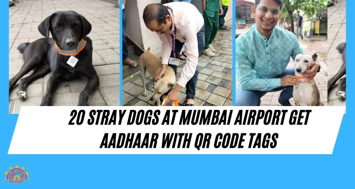 "Mumbai Airport Adopts QR Code-Aadhaar Tags for 20 Stray Dogs"